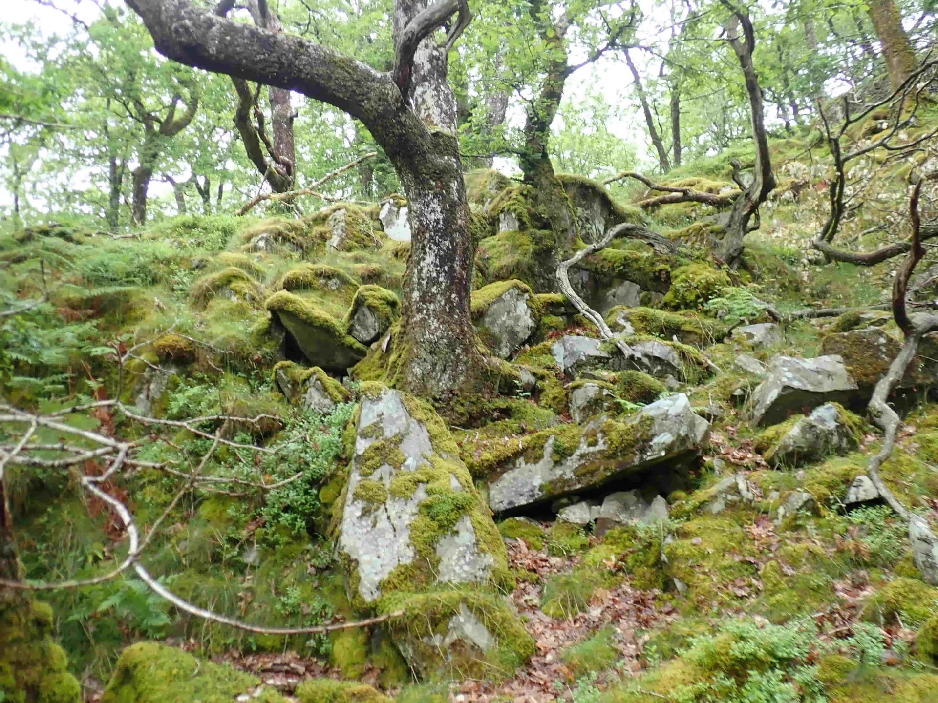 Celtic Rainforest, Coed Crafnant